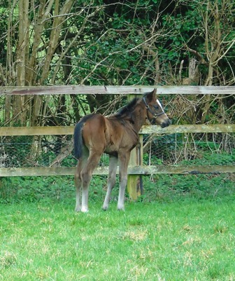 2019 filly by Frankel